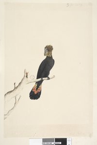 Seite 48. Schwarzer Kakadu. Auf ein Drittel der natürlichen Größe reduziert. Glanzschwarzer Kakadu Calyptorhynchus lathami, Weibchen