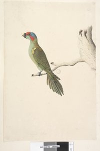 Seite 52. Natürliche Größe Moschuslorikeet Glossopsitta concinna, 1791-92 von Unknown artist