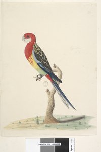 Seite 53. Corella. Natürliche Größe Östlicher Rosella Platycercus eximius, 1791-92 von Unknown artist