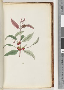 Seite 56. Unidentifizierte Pflanze