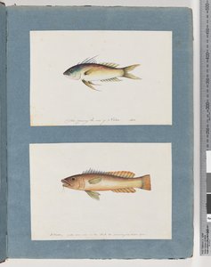 Seite 5. Unidentifizierter Fisch 6. Unidentifizierter Fisch