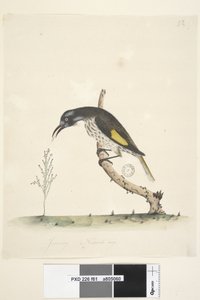 Seite 61. Januar. Natürliche Größe Gelbflügel-Honigfresser Meliornis novae, hollandiae, 1791-92