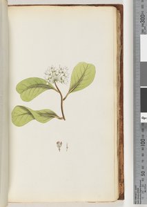 Mangrovenbaum von Unknown artist