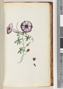 Seite 63. Winde von Unknown artist