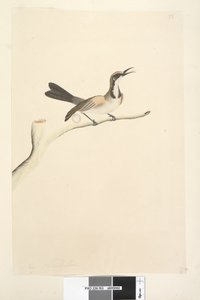 Seite 63. Mai. Natürliche Größe Braunhauben-Honigfresser Phylidonyris melanops, 1791-92 von Unknown artist