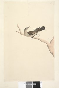 Seite 64. Natürliche Größe. Iris zweifelhaft. Iris soll strohfarben sein Brauner Baumkletterer Climacteris picumnus, 1791-92 von Unknown artist