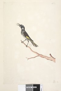 Seite 65. Mai, natürliche Größe Gelbflügel-Honigfresser Meliornis novae, hollandiae, 1791-92