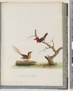 Seite 66. 1. Scharlach-Honigfresser. Certhia/Honigfresser/orientale. 2. Unbekannter Vogel. Muscicapa malachura