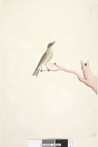 Seite 66. August. Natürliche Größe Grey, Backed Silvereye Zosterops lateralis von Unknown artist