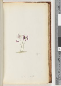 Seite 66. Viola aphylla / Wildes Veilchen