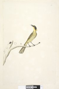 Seite 69. Natürliche Größe. Iris zweifelhaft Gelb, Tufted Honeyeater Lichenostomus melanops