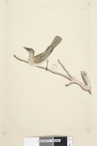 Seite 70. Natürliche Größe. August Fuscous Honigfresser Lichenostomus fuscus, 1791-92 von Unknown artist
