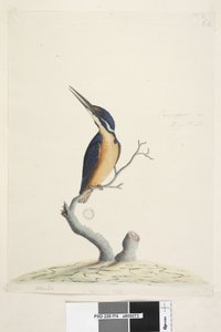 Seite 74. Ter,re,a,mar oder Eisvogel. unten links in anderer Hand Alcedo. unten mittig in dritter Hand Natürliche Größe Azurblauer Eisvogel Alyone azurea, 1791-92 von Unknown artist