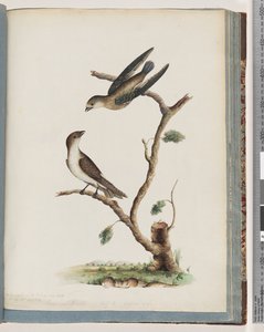 Seite 74. Unidentifizierte Vögel