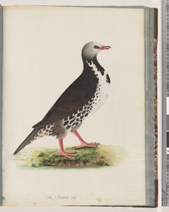 Seite 76. Unidentifizierter Vogel von Unknown artist