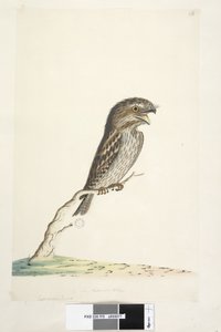 Seite 78. Caprimulgus. unten in anderer Handschrift 1/2 der natürlichen Größe Tawny Frogmouth Podargus strigoides, 1791-92