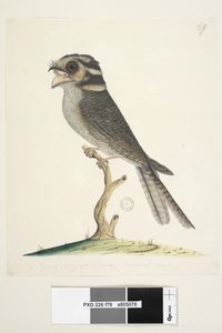 Seite 79. Ein junger Moskito-Falke, natürliche Größe Eulenschwalm Aegotheles cristatus, 1791-92 von Unknown artist