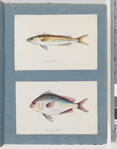 Seite 7. Unidentifizierter Fisch. 8. Unidentifizierter Fisch