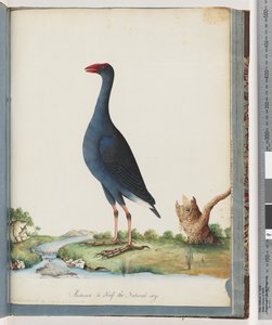 Seite 84. Purpurhuhn. Purpurhuhn