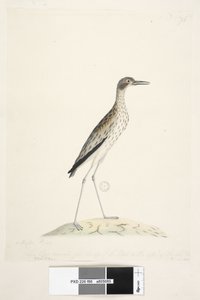 Seite 86. Ein Nachtvogel. Oedicnemus. entlang des unteren Randes in anderer Hand Dieser Vogel maß von der Spitze des Schnabels bis zur Spitze des mittleren Zehs 30 Zoll Südlicher Steinkauz Burhinus magnirostris, 1791-92