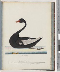 Seite 86. Schwarzer Schwan. Das Weibchen anas atrata