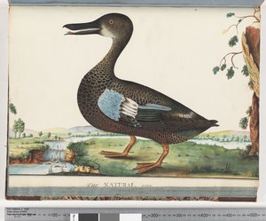 Seite 87. Ente von Unknown artist