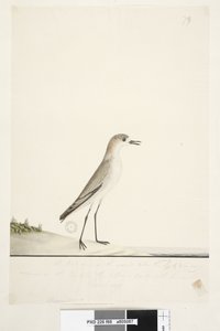 Seite 88. Charadrius. unter der Rahmenlinie in anderer Handschrift Dieser Vogel läuft auf dem Boden wie die Sandlerche und ist sehr häufig auf den Sanden in verschiedenen Teilen des Hafens. darunter in dritter Handschrift Natürliche Größe Rotkappenkiebitz  von Unknown artist