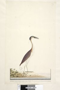 Seite 89. Ardea ..?.. Nankeen-Nachtreiher Nycticorax caledonicus, 1791-92 von Unknown artist