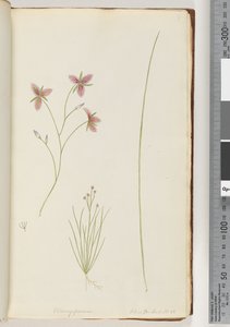Seite 8. Chlamysporum Sal. in Par Lond. Nr. 35