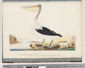 Seite 92. Australischer Pelikan