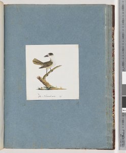 Seite 93. Unidentifizierter Vogel