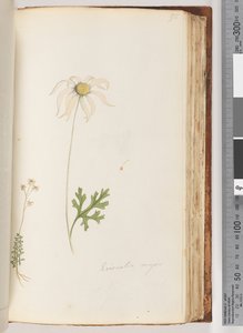 Eriocalia major von Unknown artist