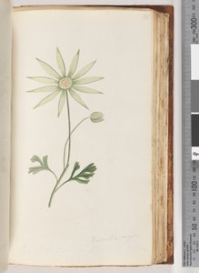 Seite 96. Eriocalia major. Dies ist, glaube ich, die wahre Farbe von Unknown artist