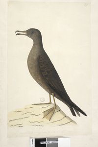 Seite 97. Vogel von Norfolk Island, allgemein Mutton Bird genannt, in natürlicher Größe gezeichnet Keilschwanz-Sturmtaucher Puffinis Pacificus, 1791-92 von Unknown artist