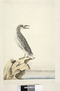 Seite 99. Phaeton. Ein junger Tropikvogel, halbe natürliche Größe. Rotsteiß-Tropikvogel Phaethon rubricauda von Unknown artist