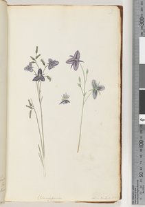 Seite 9. Chlamysporum Sal. in Par Lond. Nr. 35