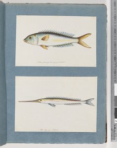 Seite 9. Unidentifizierter Fisch. 10. Unidentifizierter Fisch