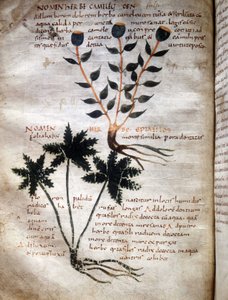 Seite aus dem Manuskript von Apuleius „De viribus herbarum“ (8. oder 9. Jahrhundert) von Unknown artist