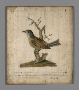 Bild eines Vogels