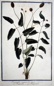 Pimpinelle: Pimpinella Sanguisorba major. von Unknown artist