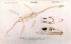 Plesiosaurier aus dem Universalwörterbuch der Naturgeschichte