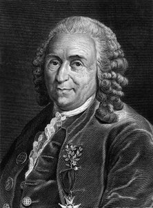 Porträt von Carl von Linné, schwedischer Naturforscher und Schriftsteller (1707 - 1778). Sd. Gravur des 19. Jahrhunderts von Unknown artist