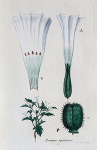 Stechapfel (Datura, Gemeiner Stechapfel) von Unknown artist