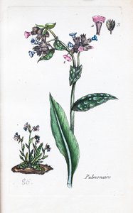 Lungen