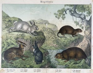 Kaninchen, Biber - in "Naturgeschichte der Säugetiere", ed. Schreiber