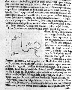 Darstellung eines Obstbaumsamens. Beschreibung durch den niederländischen Händler und Wissenschaftler Antoine van Leeuwenhoek. Gravur aus „Investigatio Arcanorum“ 1722 von Unknown artist