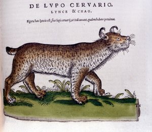 Darstellung eines Luchses (Wolf-Hirsch) - Historia Animalium von Conrad Gesner (1516-1565), Tiguri von Unknown artist