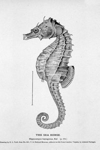 Darstellung eines Seepferdchens (Hippocampus heptagonis). Naturgeschichtstafel des 19. Jahrhunderts.