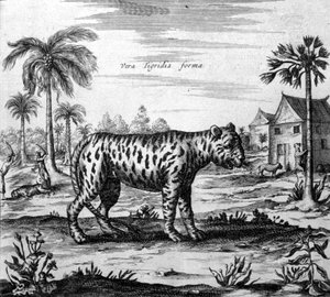 Darstellung eines Tigers, Gravur aus „De China Monumenta“ von Athanasius Kircher