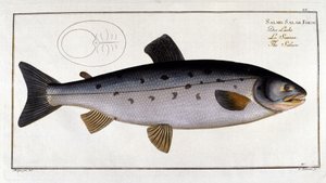 Lachs (Salmo salar) von Marc Elieser Bloch Ichtyologie Paris - Berlin - London 1787 von Unknown artist
